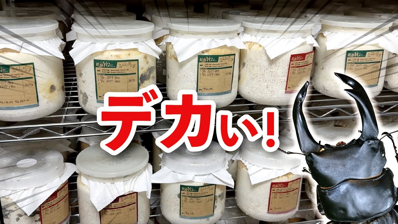 オオクワガタの菌糸ボトルを交換したら40gオーバーが連発した！