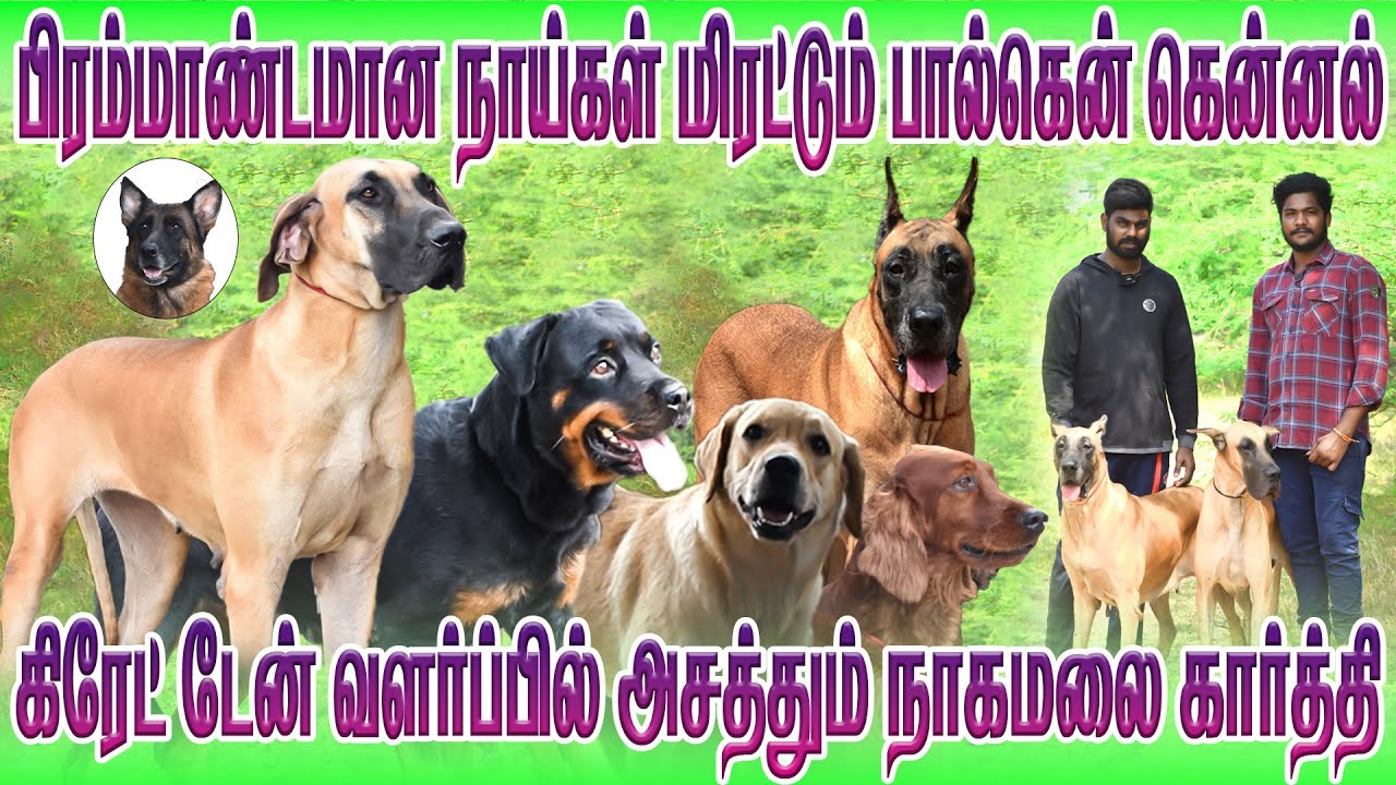 fabulous Great Dane dogs | வளர்ப்பில் அசத்தும் Balken Kennal Karthick