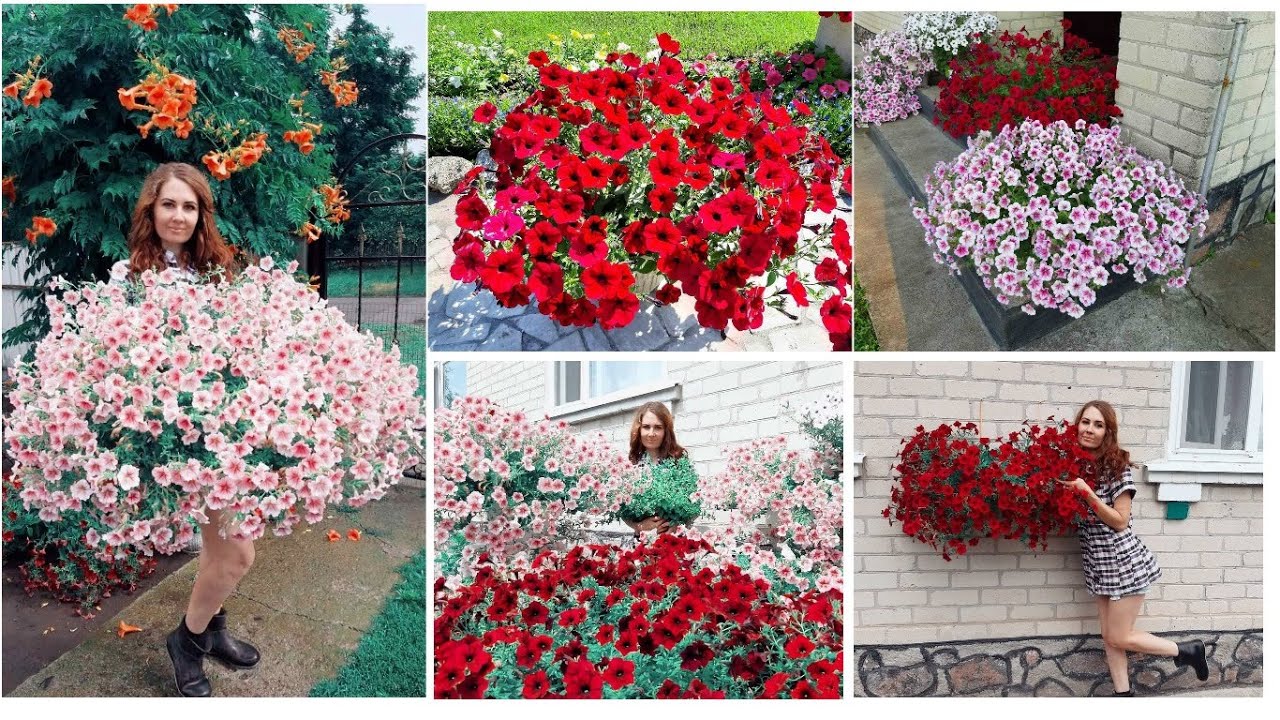 Ампельная ПЕТУНИЯ от 