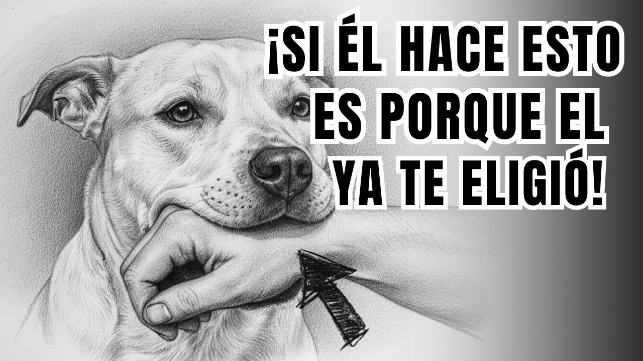 8 Señales de que tu PERRO ha creado un vínculo contigo ¡No las ignores!