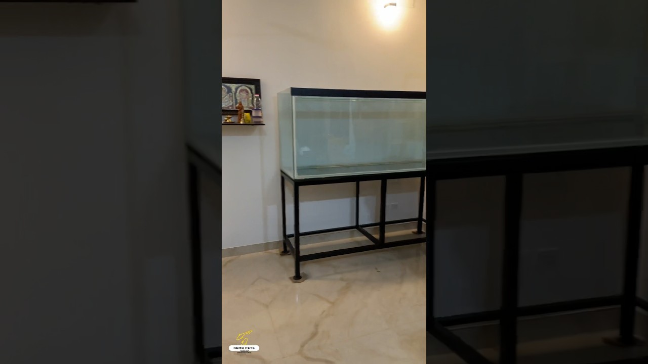 6 ft tank delivery ...! @nemo.petscbe #nemopets #fish #fishtank #tank  #tanks #aquarium #coimbatore