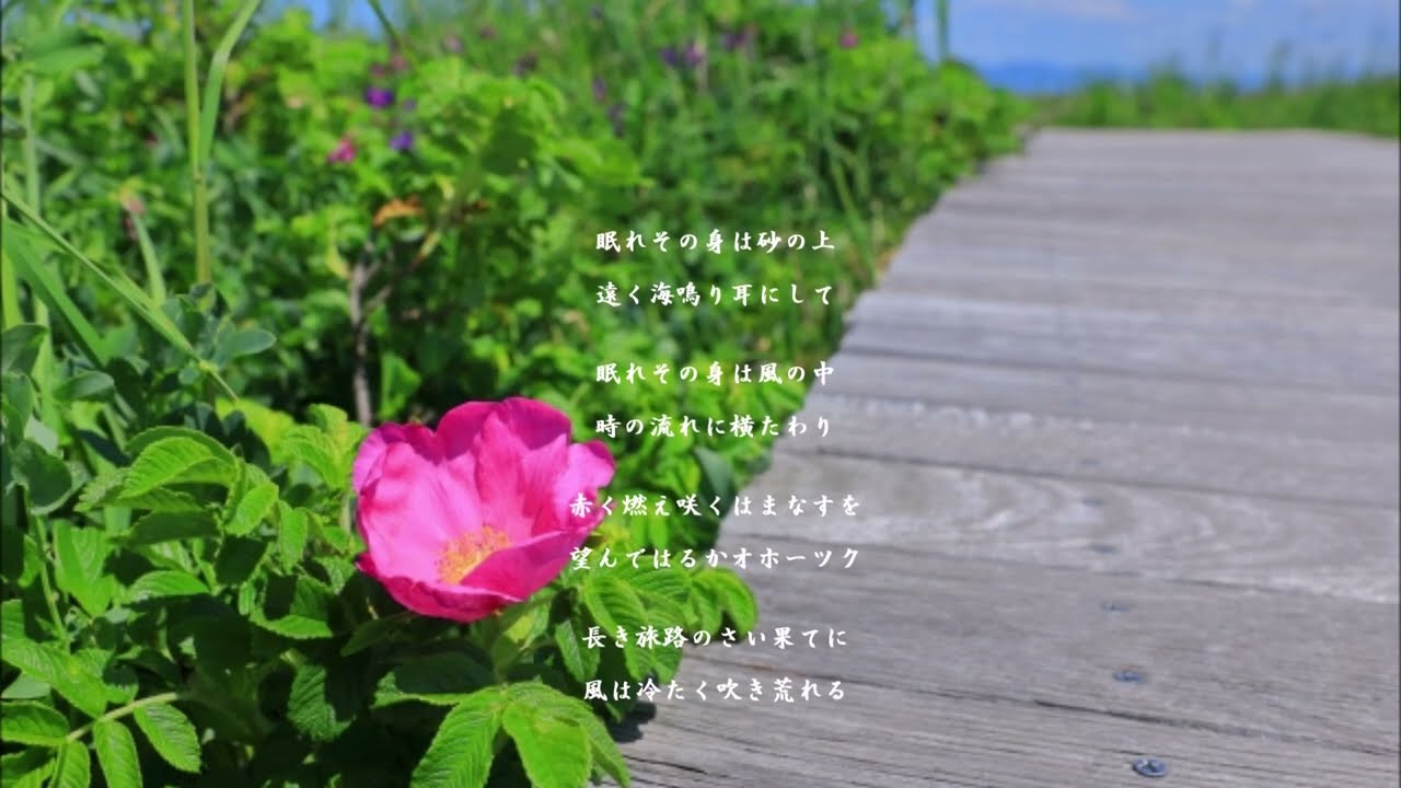 はまなす　　松山千春