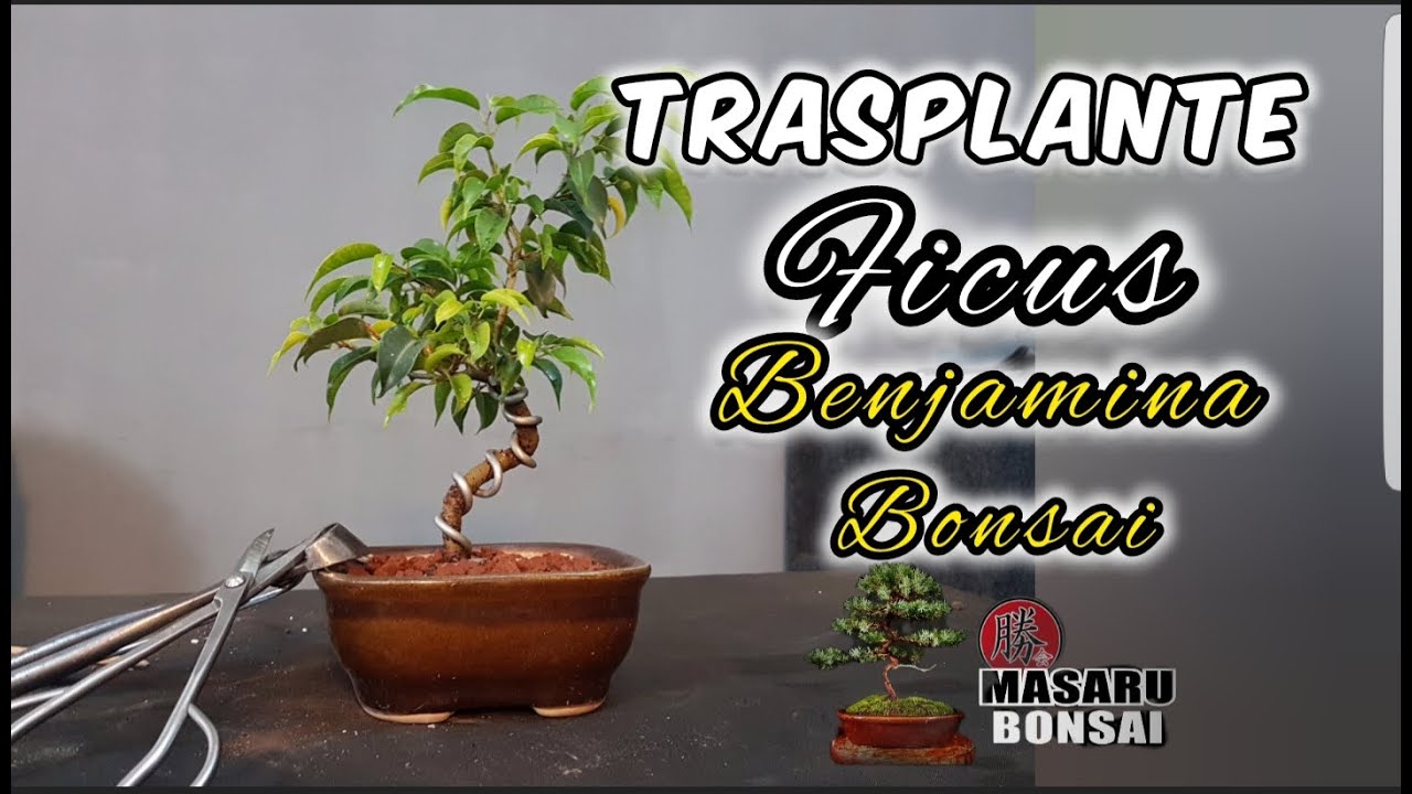 como hacer un BONSAI Trasplante de Ficus Benjamina  el MAS RÁPIDO