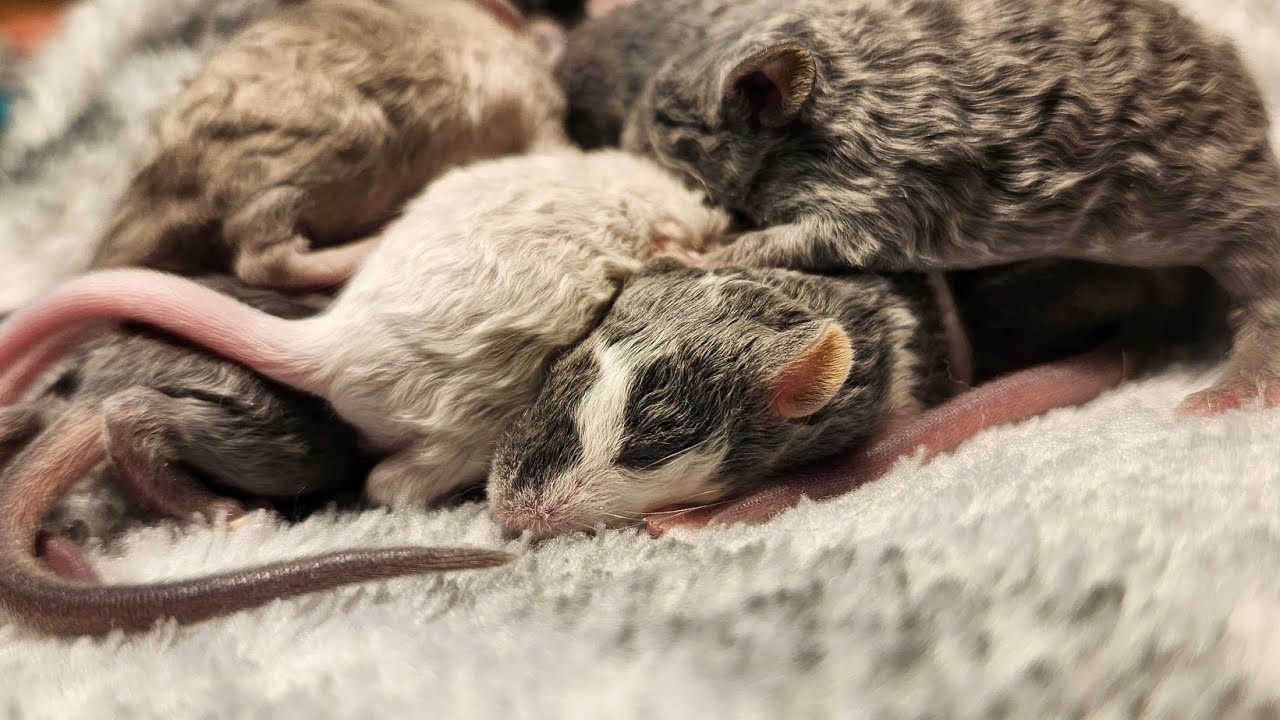 enjoying a cute mouse cuddle puddle: Texel babies!
