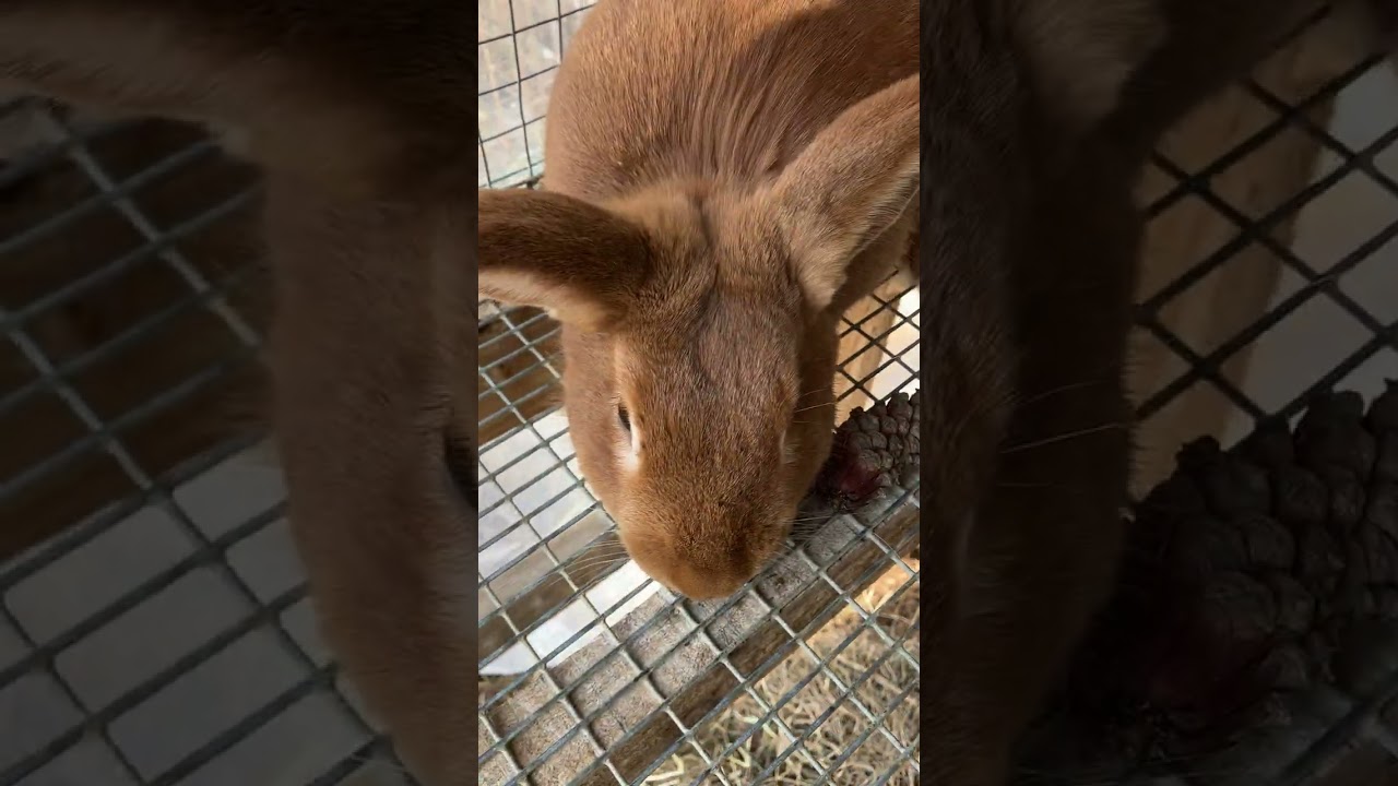 Farm Surprise @Yesterday’s Farm 