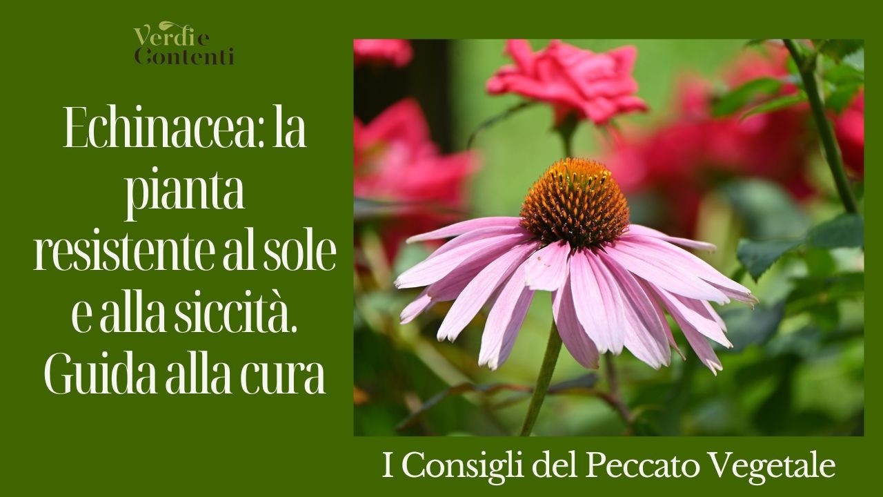 Erbacee Perenni,  ECHINACEA  || Peccato Vegetale | Verdi e Contenti