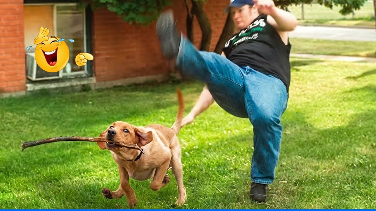 Super Funny Animal Videos 😹🐶 You Will Die Laughing Because Of These Dogs  🐾