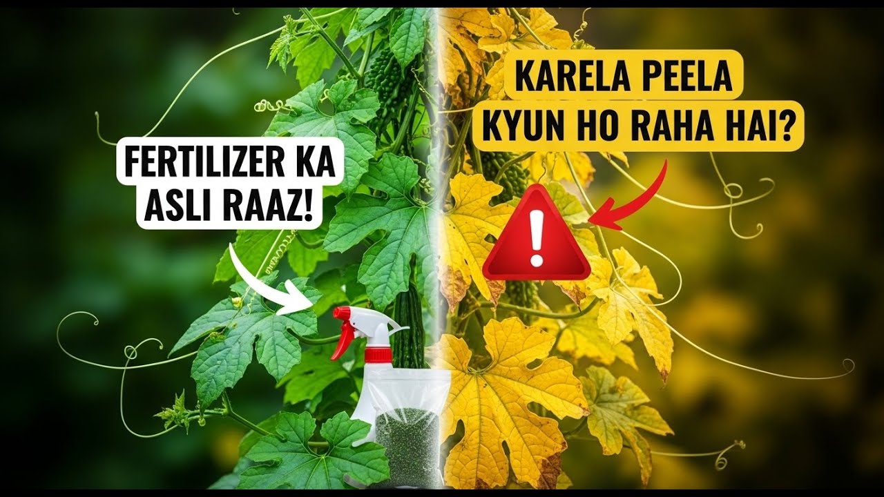 Karela Plant Yellow Kyun Hota Hai? | Best Fertilizer for Bitter Gourd