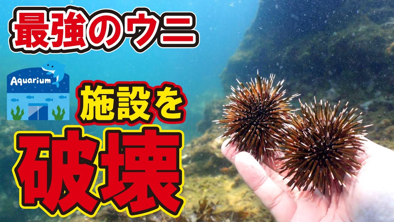 海中展望塔を破壊するヤバすぎるウニの正体