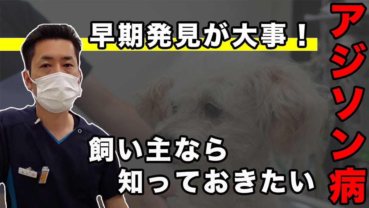 ほっとくと怖い！犬のアジソン病