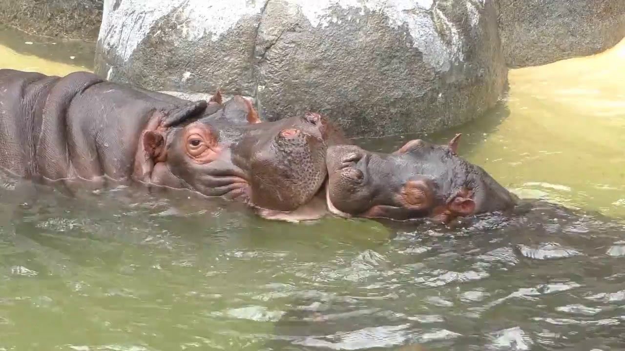 Hippo Family Playtime (Los Angeles Zoo)