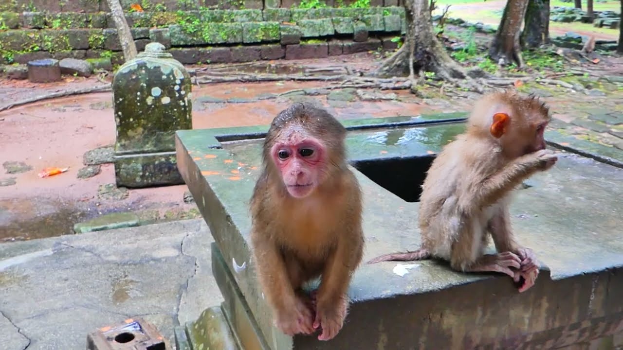 Hilarious abandoned monkey Baila Grab the milk from Tinky, do not drink and cry loudly to Tinky💕🐒