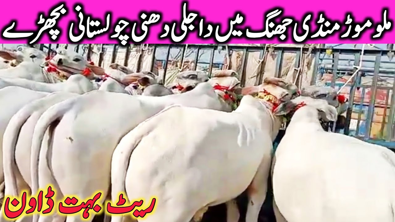 Malumor Doli Shaheed Mandi Jhang Dhani Dajli Cholistani Sahiwal Bachre || Global Village Farming