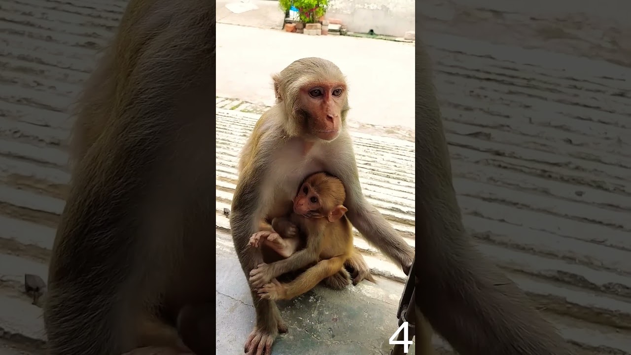 The Shocking Truth About Monkey Communication