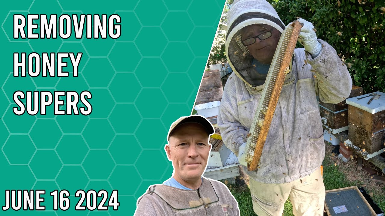 Removing Honey Supers - Jacksonville FL Zone 9b