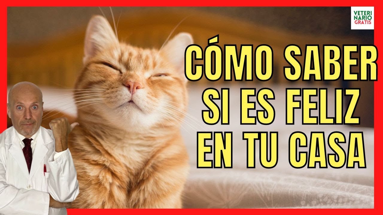 &iquest;COMO SABER SI MI GATO ES FELIZ CONMIGO? 💘 EN MI CASA
