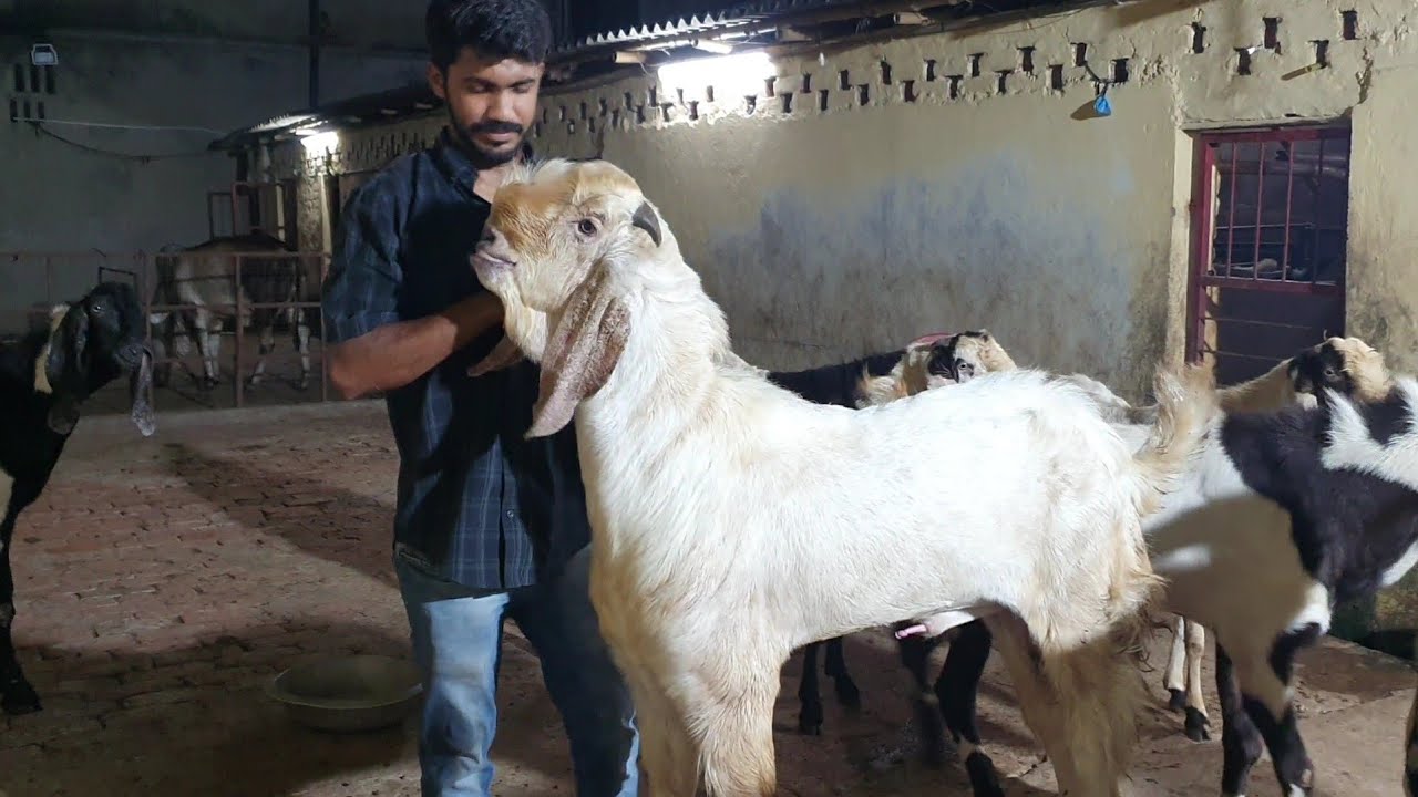 Biggest Goats Of Kolkata At Khans Goat Farm.