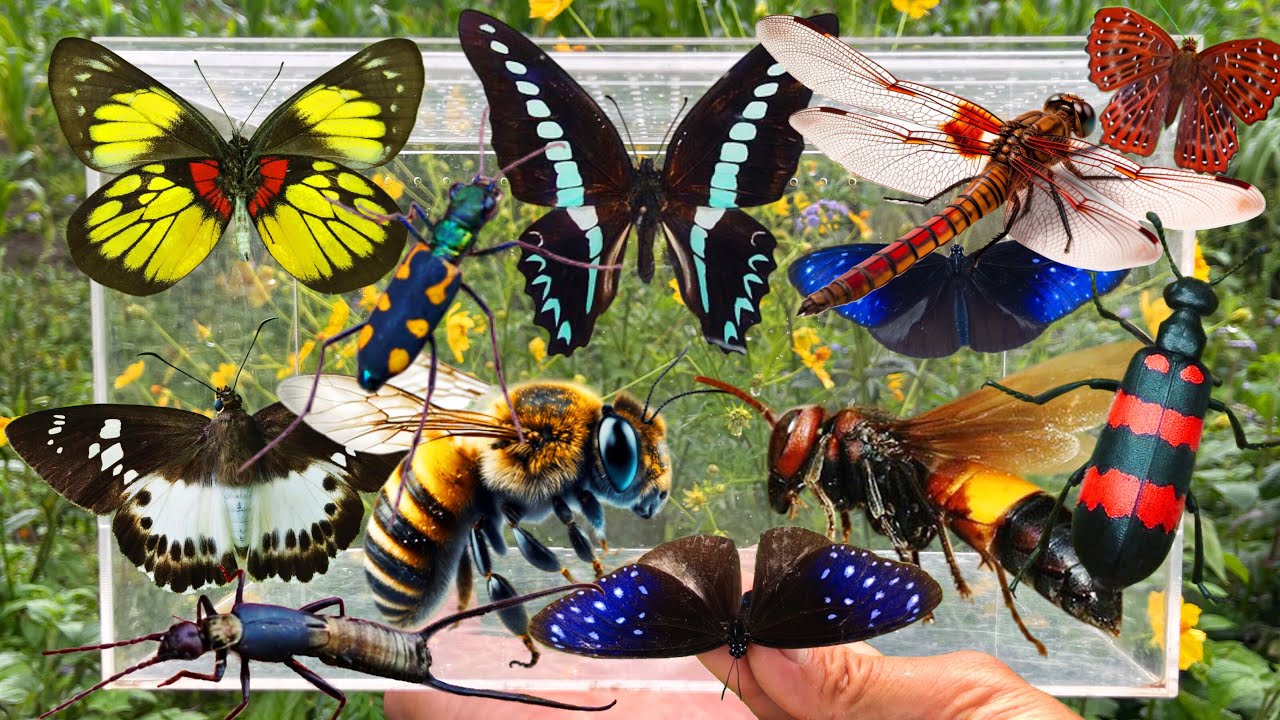 Collection of the Most Beautiful Butterfly and Insect Catching Moments