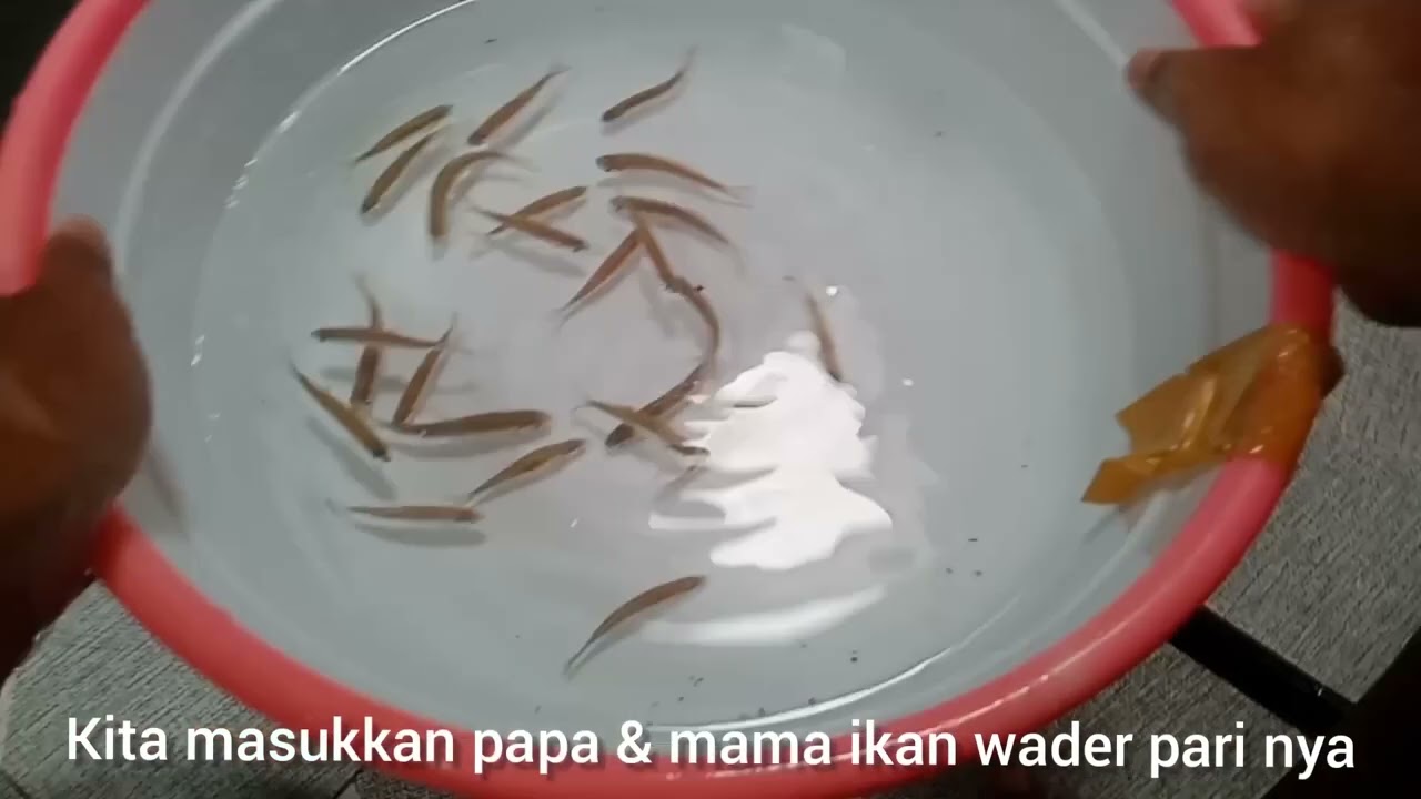 cara mudah pemijahan ikan wader pari