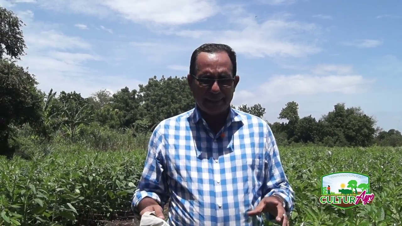 Efecto de micorrizas para la fertilización del cultivo de ajonjolí. #CulturAgro #INTA