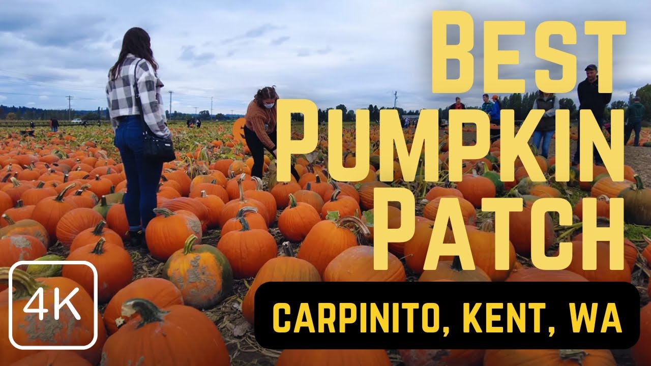 Best Pumpkin Patch in Seattle Area, 4K Walk Through at Carpinito Brothers Patch in Kent, WA Oct 2021