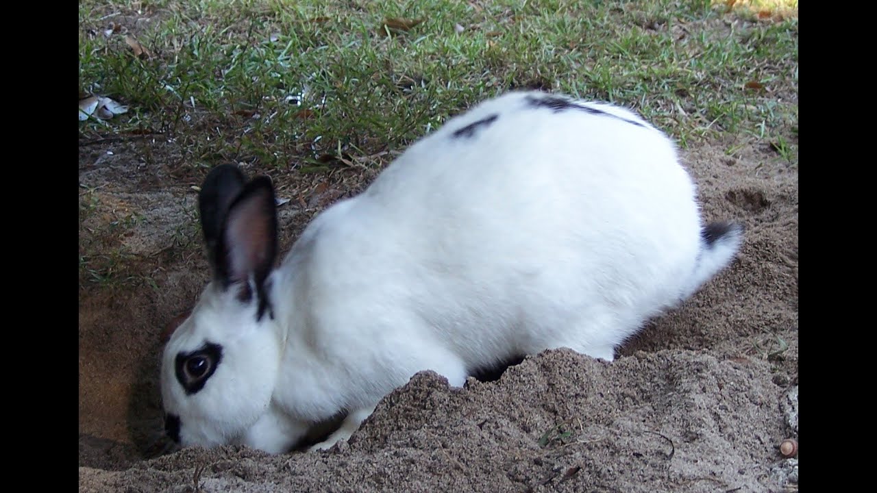 Let's Dig A Hole!