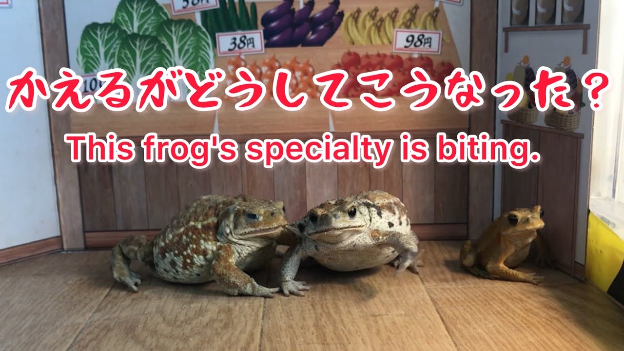 MUST WATCH！TOAD FIGHT①//必見！ミヤコヒキガエルのごはんの戦いがやばすぎる