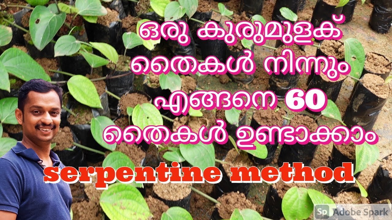 ഒരു കുരുമുളക് തൈകൾ നിന്നും എങ്ങനെ 60 തൈകൾ  #kurumulku thai undakal #serpentine method black pepper