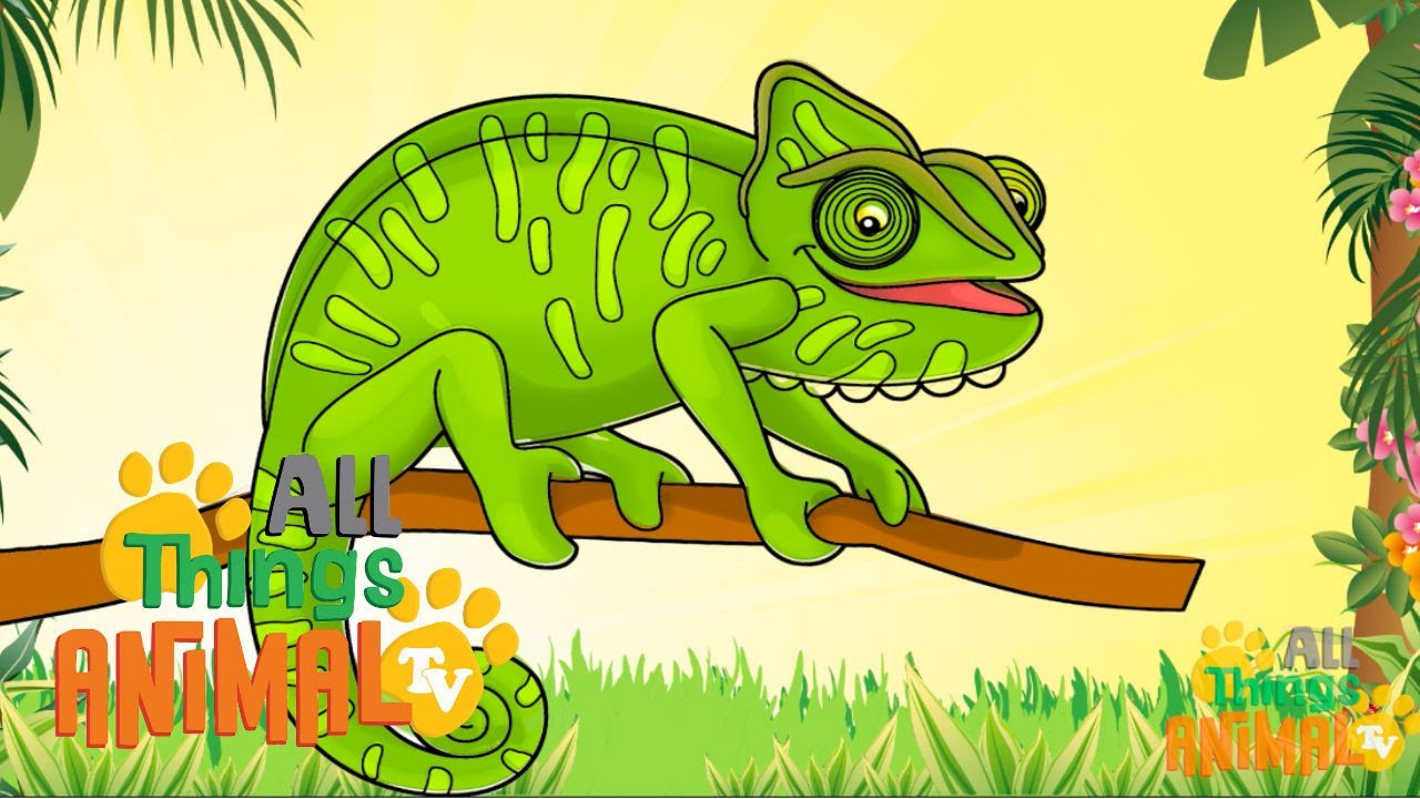 * CHAMELEON * | Animals For Kids | All Things Animal TV
