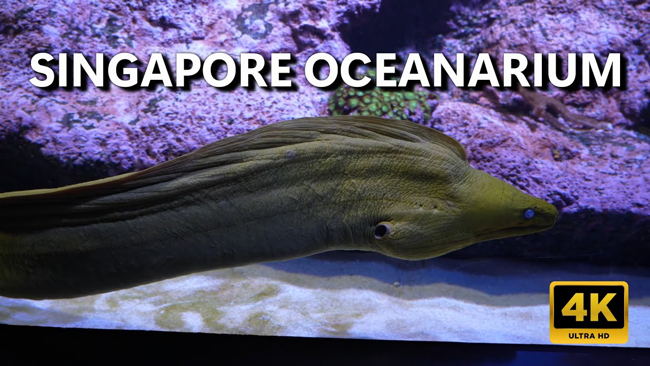 🐬🐡 Singapore Oceanarium Tour 🌊| Underwater World | #singapore #oceanarium #singaporeoceanarium