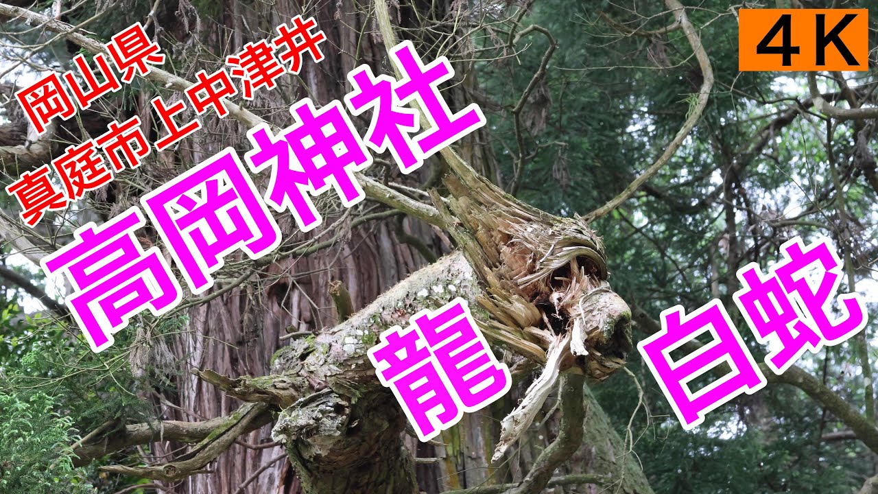 神社仏閣14.  観光68.【高岡神社　龍の木】岡山県真庭市上中津井　2024年5月19日