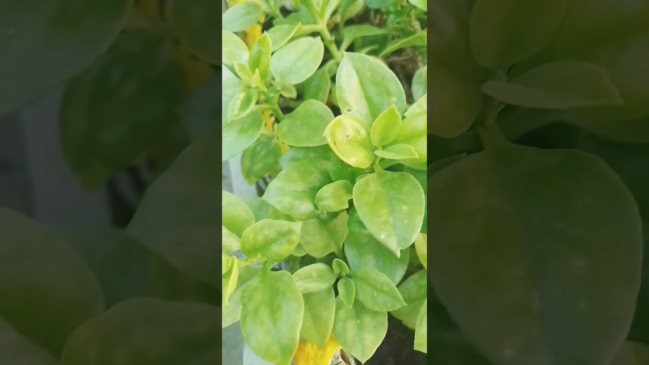 #plants