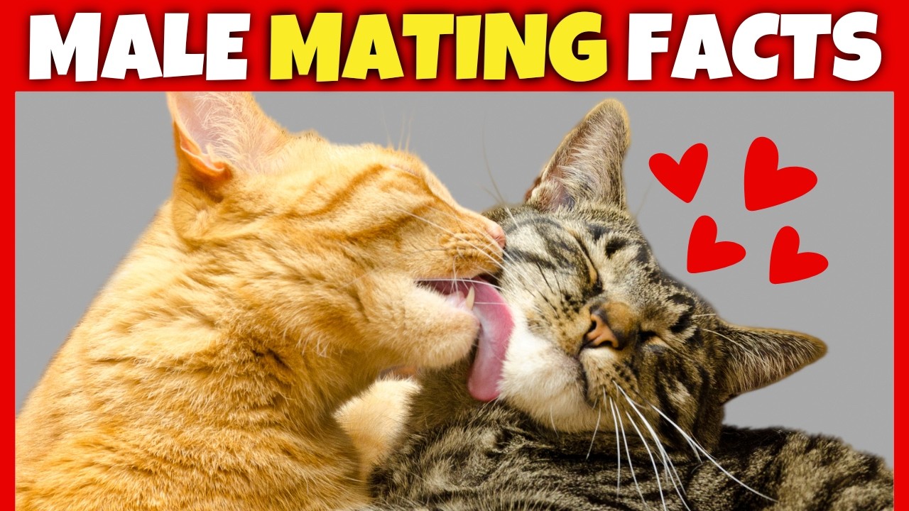 8 Surprising Facts About Male Cats' Love Lives 👀😻🤫