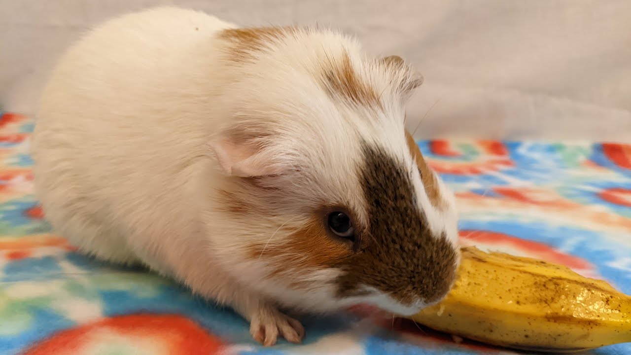 Will Chip Eat A Banana?