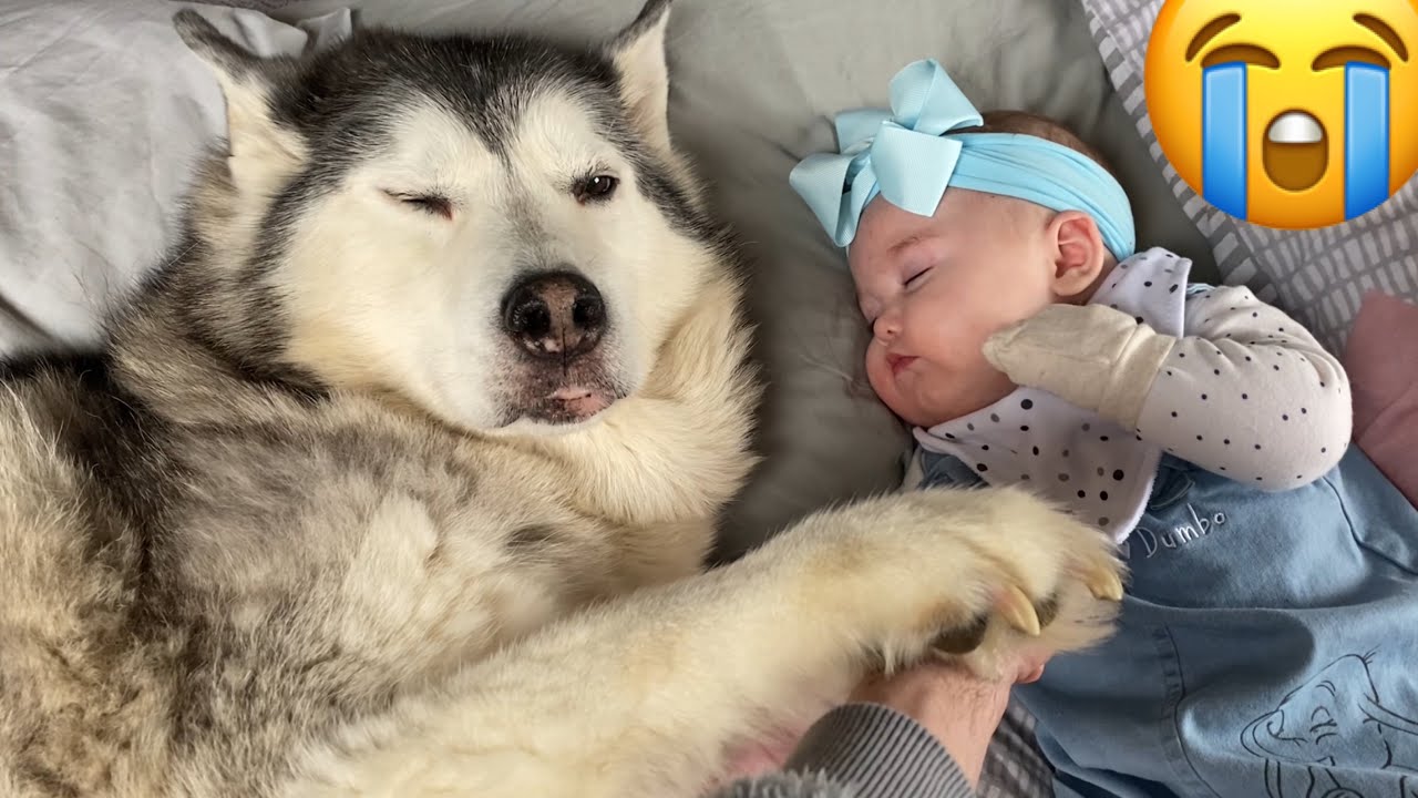 Adorable Husky Refuses To Stop Cuddling My Newborn Baby!! [CUTEST VIDEO EVER!!]