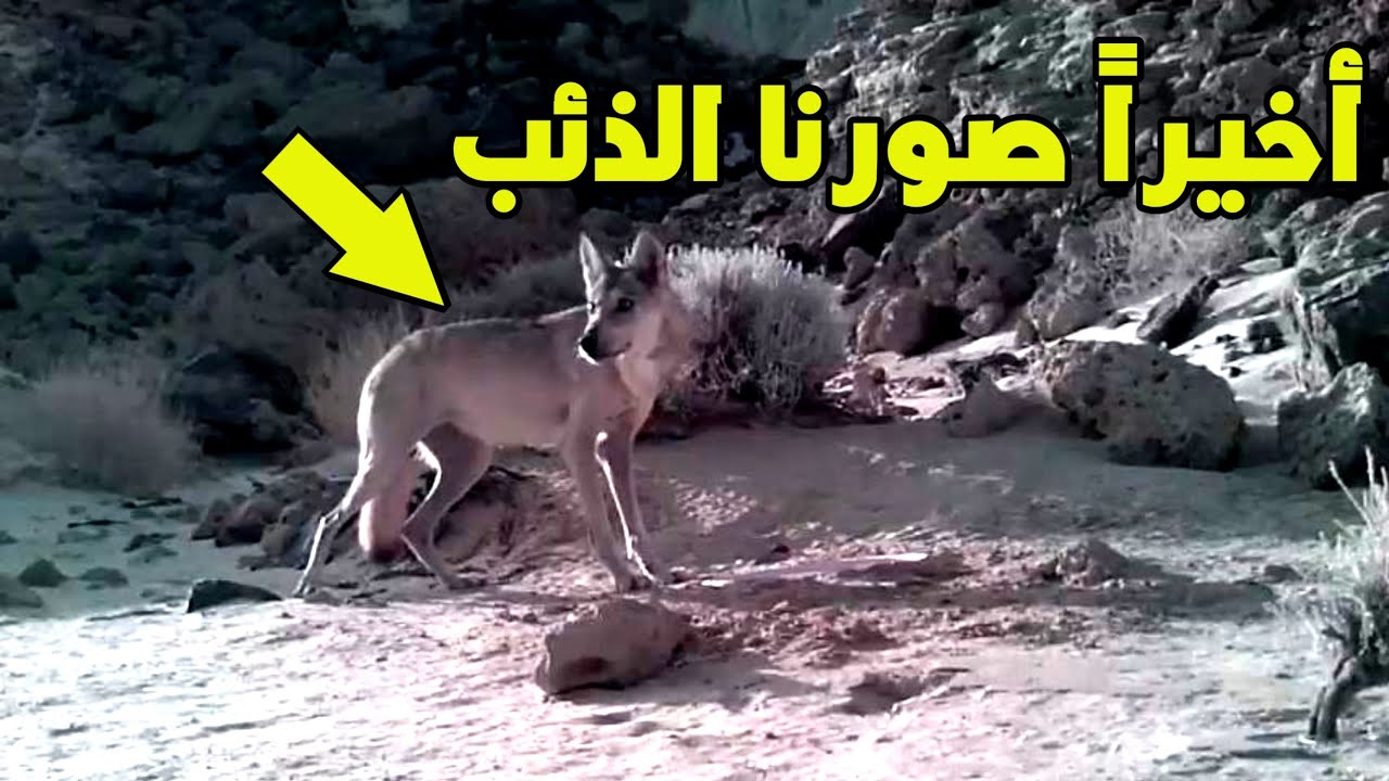 اخيرا صورنا الذئب  ما شاء الله شوف الهيبه