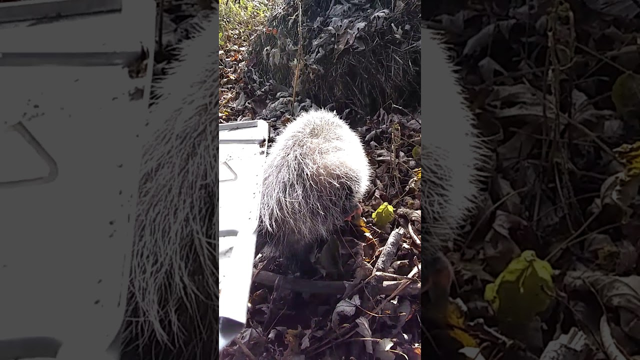 Possum Release