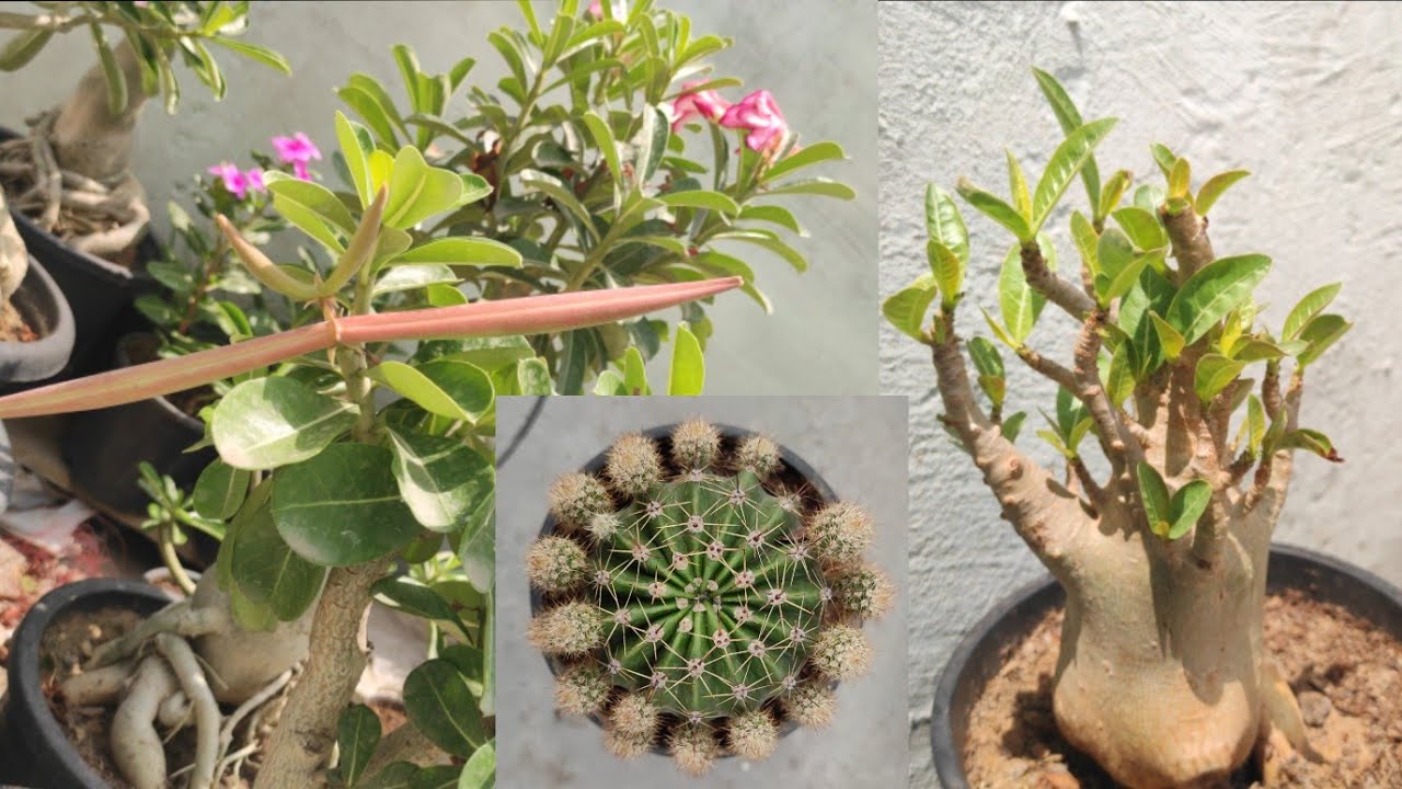 Adenium plant Over view Emerald Bracelet And seeldings || Easy Gardening....
