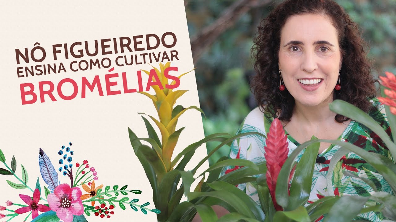 Nô Figueiredo Ensina Como Cultivar Bromélias