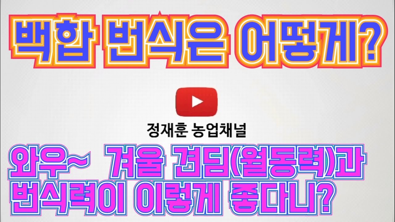 백합 번식은 어떻게? / 와우~ 겨울 견딤(내한성)과 번식력이 이렇게 좋다니!