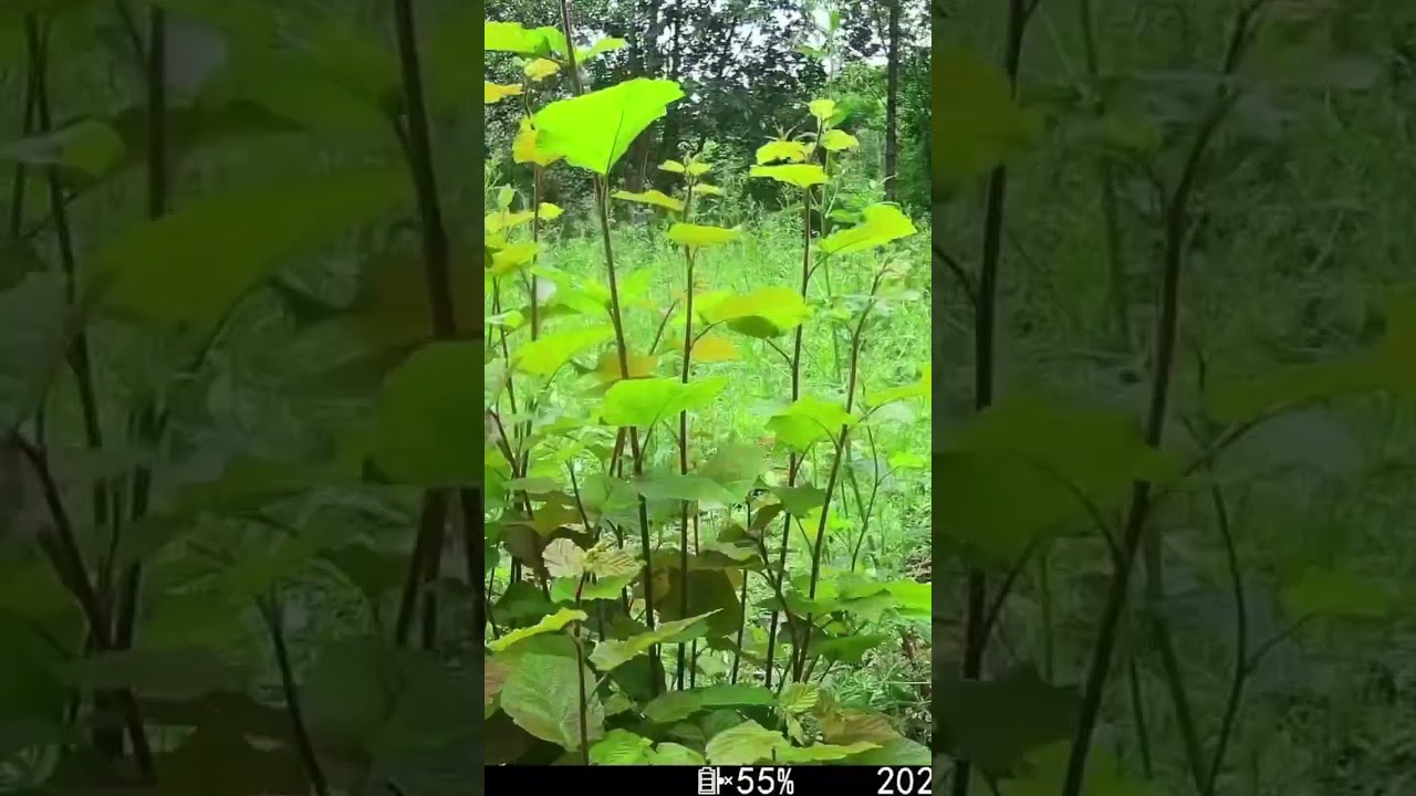 Hazel Coppice Regrowth Timelapse.  @AbellTo #coppice #hazel #time #regrowth