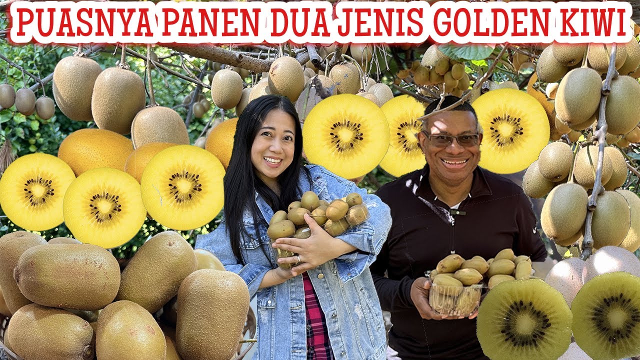 KALAP!! PERTAMA KALI PANEN DUA JENIS GOLDEN KIWI DI PERUMAHAN AMERIKA MURAH MERIAH| KESUKAAN OJOSH!🤩