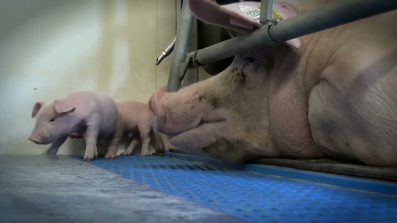 Multifeed 'De kennis in praktijk'