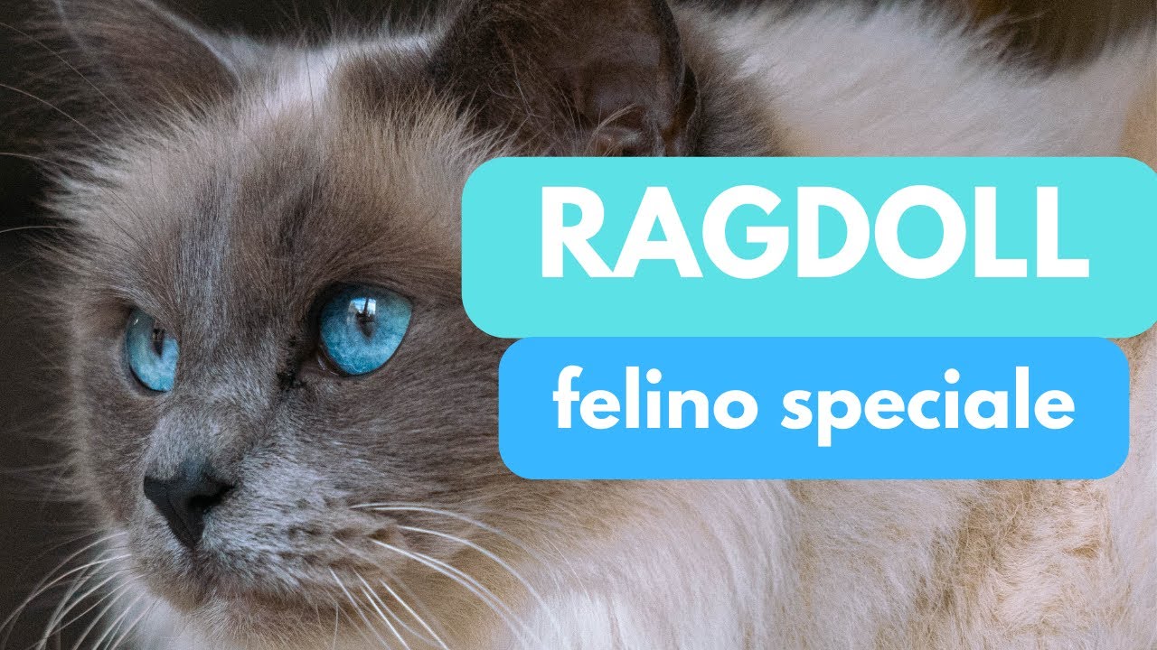Il ragdoll un felino molto speciale