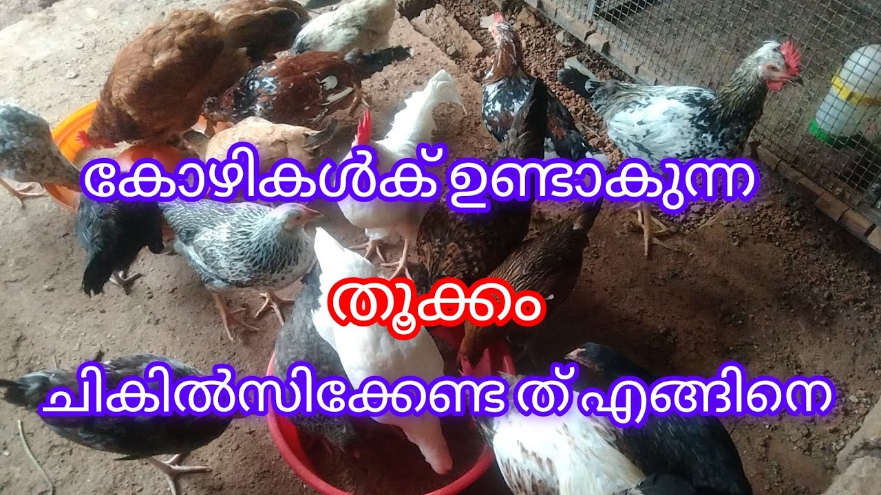 കോഴികളിൽ കണ്ട് വരുന്ന തൂക്കം /എങ്ങിനെ മാറ്റി എടുക്കാം 