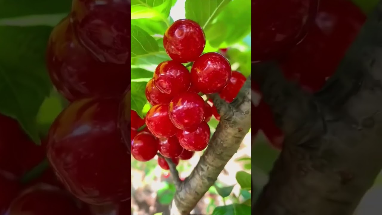 Red Cherry Garden#cherrygarden #subscribe #ytshorts #usa #viralshorts #viral #fyp