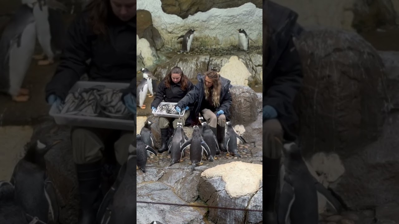 View of the pinguïn room at Pairi Daiza 