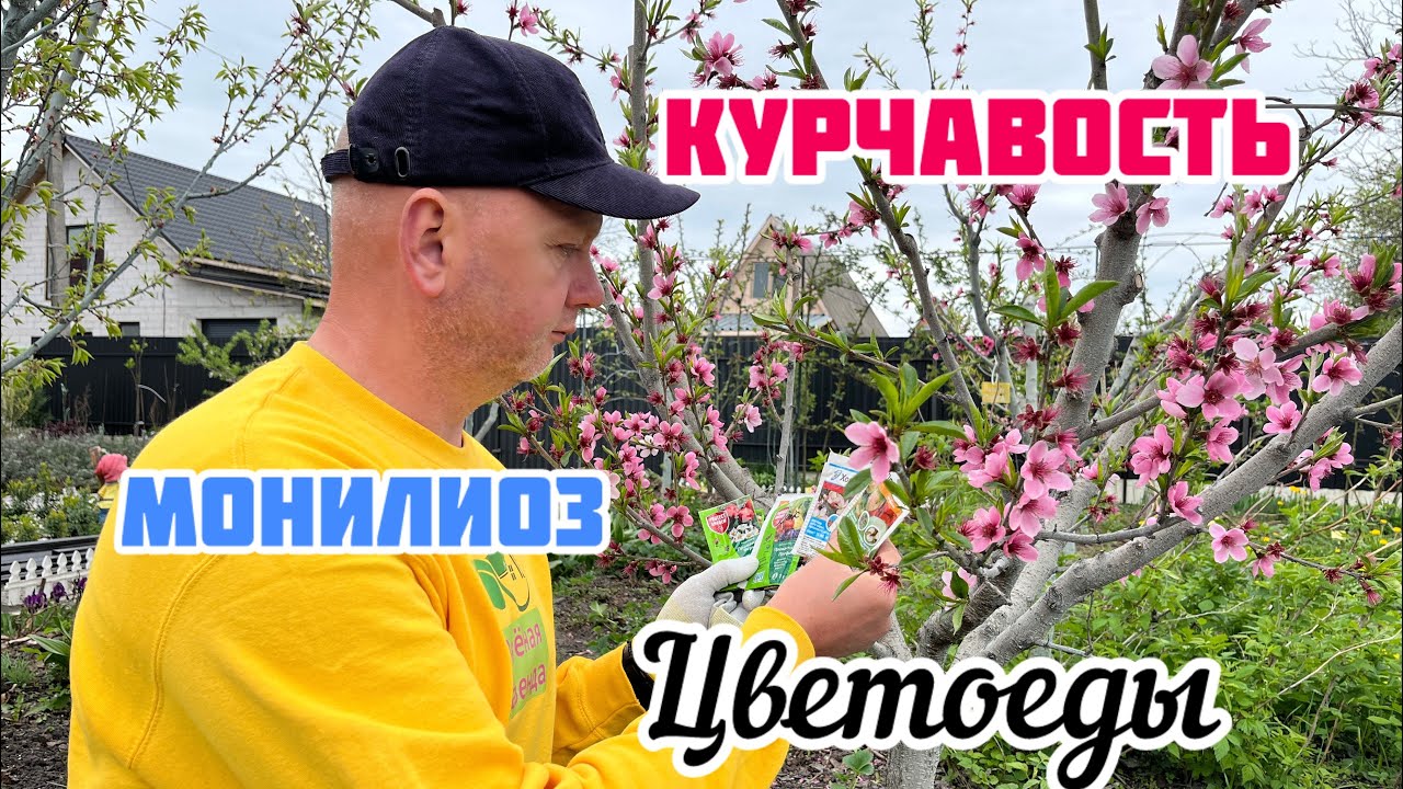 Защита персика от курчавости и вредителей.Действующие обработки.