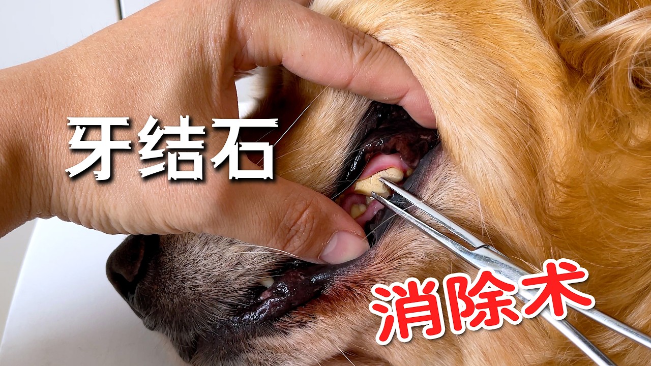 给狗狗清理牙结石有多爽？狗舒服了，人也解压了