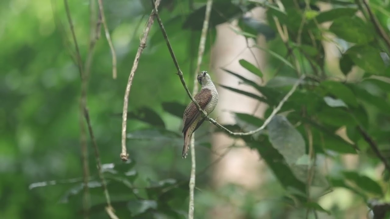 Banded Bay Cuckoo (Cacomantis sonneratii)